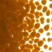 Butterscotch Opalescent, Frit, Fusible - 000337-0001-F-P001