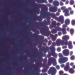 Gold Purple Opalescent, Frit, Fusible - 000334-0001-F-P001