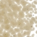 Light Bronze Transparent, Frit, Fusible - 001409-0001-F-P001