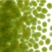 Lily Pad Green Transparent, Frit, Fusible - 001226-0001-F-P001