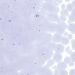 Neo-Lavender Shift Transparent, Frit, Fusible - 001442-0001-F-P001