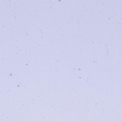 Neo-Lavender Shift Transparent, Thin-rolled, 2 mm, Fusible, 17 x 20 in., Half Sheet 